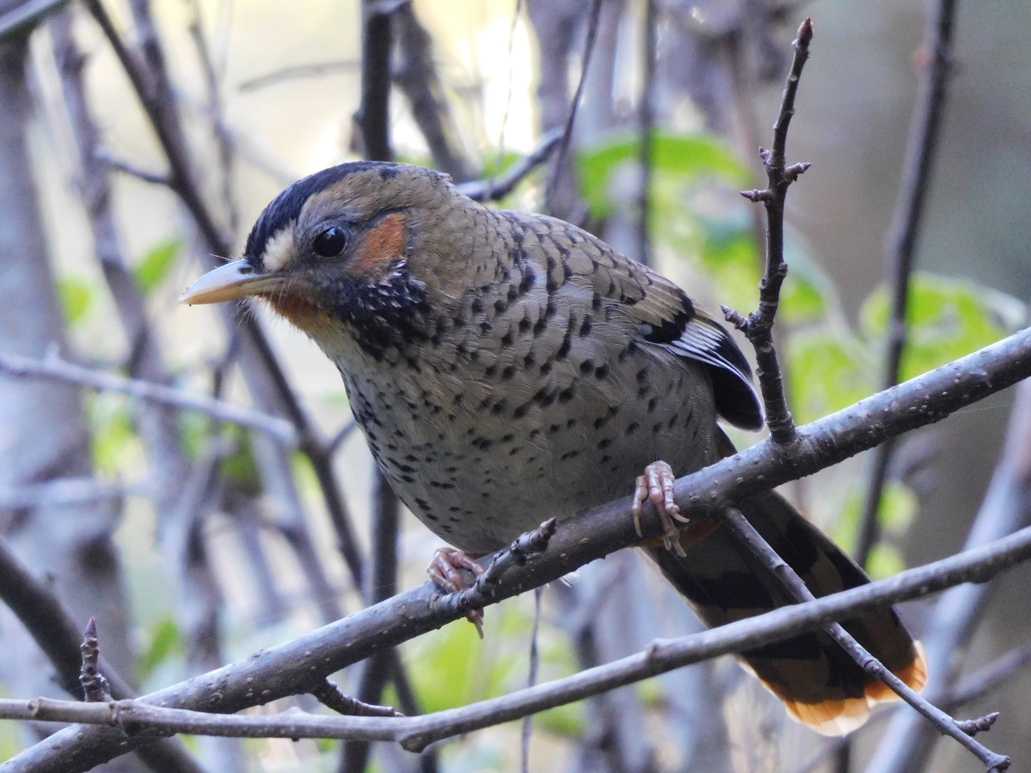 Rufous-chinned Laughingthrush