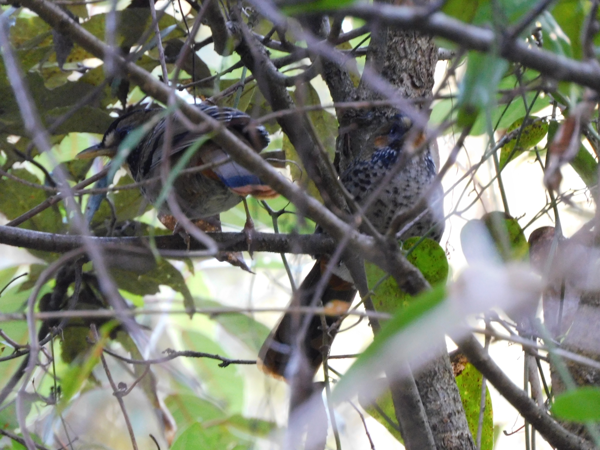 Rufous-chinned Laughingthrush