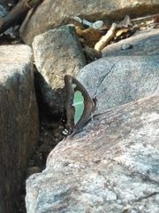 Polyura agraria