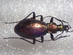 Carabus rutilans