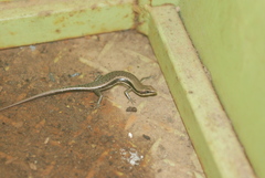 Copeoglossum nigropunctatum