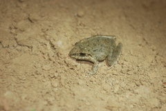 Pristimantis fenestratus