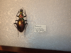 Carabus rutilans