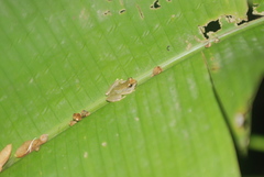 Pristimantis acuminatus
