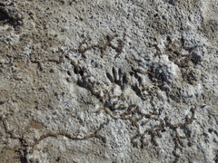 Procyon cancrivorus
