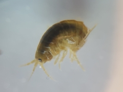 Gammarus roeselii