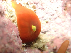 Corynactis australis