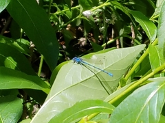 Argia funebris