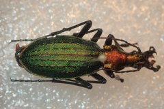 Carabus gehinii