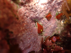 Corynactis australis