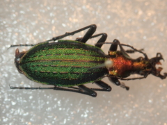 Carabus gehinii