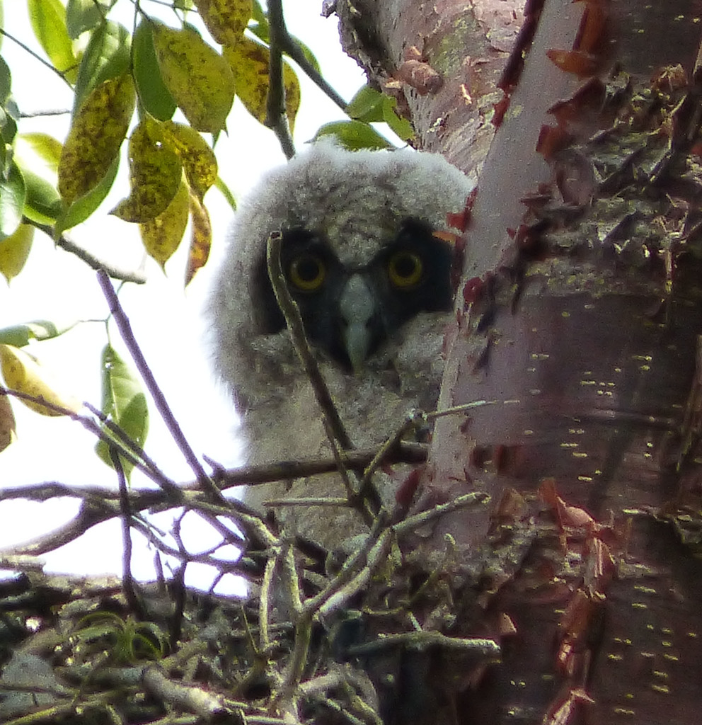 Stygian Owl