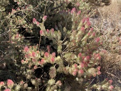 Adenanthos cygnorum
