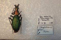 Carabus gehinii