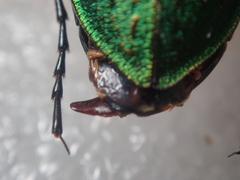 Carabus gehinii