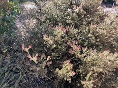 Adenanthos cygnorum
