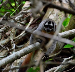 Aotus nigriceps