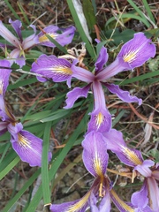 Iris macrosiphon