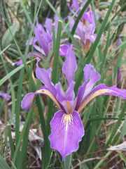 Iris macrosiphon