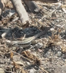 Leiocephalus personatus