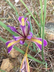 Iris macrosiphon
