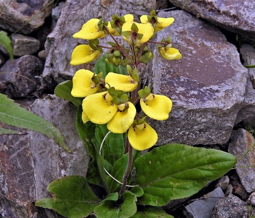 Calceolaria umbellata (Calceolaria umbellata)