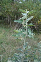 Elaeagnus angustifolia
