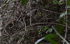 Aotus nigriceps