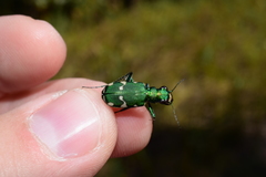 Cicindela patruela