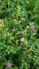 Galium