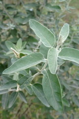 Elaeagnus angustifolia