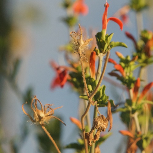 Image of Justicia palmeri by (c) Bill Levine, some rights reserved (CC BY)