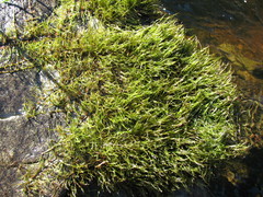 Podostemum ceratophyllum
