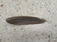 Ortalis ruficauda ruficauda