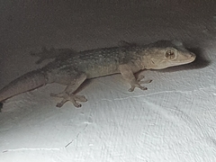 Tarentola angustimentalis