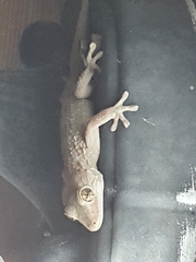 Tarentola angustimentalis