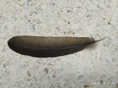 Ortalis ruficauda ruficauda