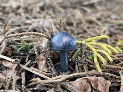 Entoloma subcarneum