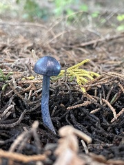Entoloma subcarneum