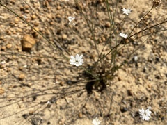 Xanthosia atkinsoniana