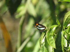 Adelpha serpa