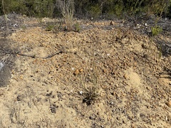 Xanthosia atkinsoniana