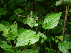 Strobilanthes glutinosa