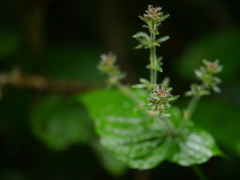 Strobilanthes glutinosa