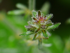 Strobilanthes glutinosa