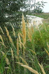 Calamagrostis