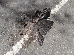 Coragyps atratus brasiliensis