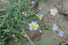 Tripolium pannonicum