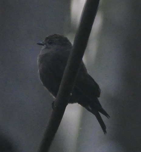 Ussher's Flycatcher (Artomyias ussheri), photo 5