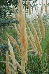 Calamagrostis
